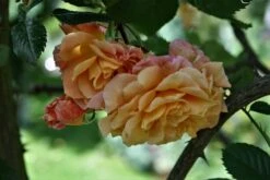 Kletterrose 'Aloha' ® 28 Kletterrose 'Aloha' ® -Günstiges Garten Zart Geschäft kletterrose aloha m003510 749640 0