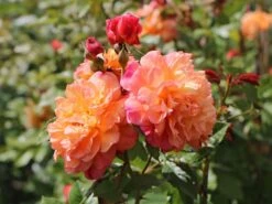 Kletterrose 'Aloha' ®