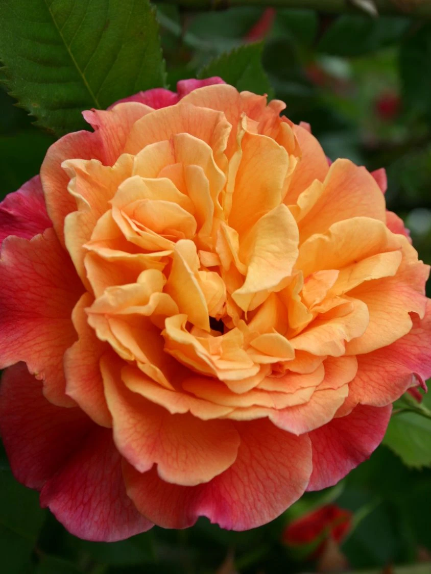 Kletterrose 'Aloha' ® 6 Kletterrose 'Aloha' ® – Bild 5