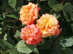 Günstiges Garten Zart Geschäft -Günstiges Garten Zart Geschäft kletterrose aloha m003510 w 2