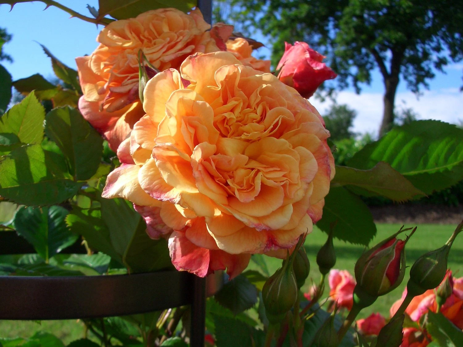 Kletterrose 'Aloha' ® 10 Kletterrose 'Aloha' ® – Bild 9