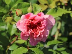 Kletterrose 'Aloha' ® 22 Kletterrose 'Aloha' ® -Günstiges Garten Zart Geschäft kletterrose aloha m003510 w 6