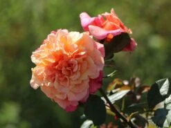 Kletterrose 'Aloha' ® 26 Kletterrose 'Aloha' ® -Günstiges Garten Zart Geschäft kletterrose aloha m003510 w 8