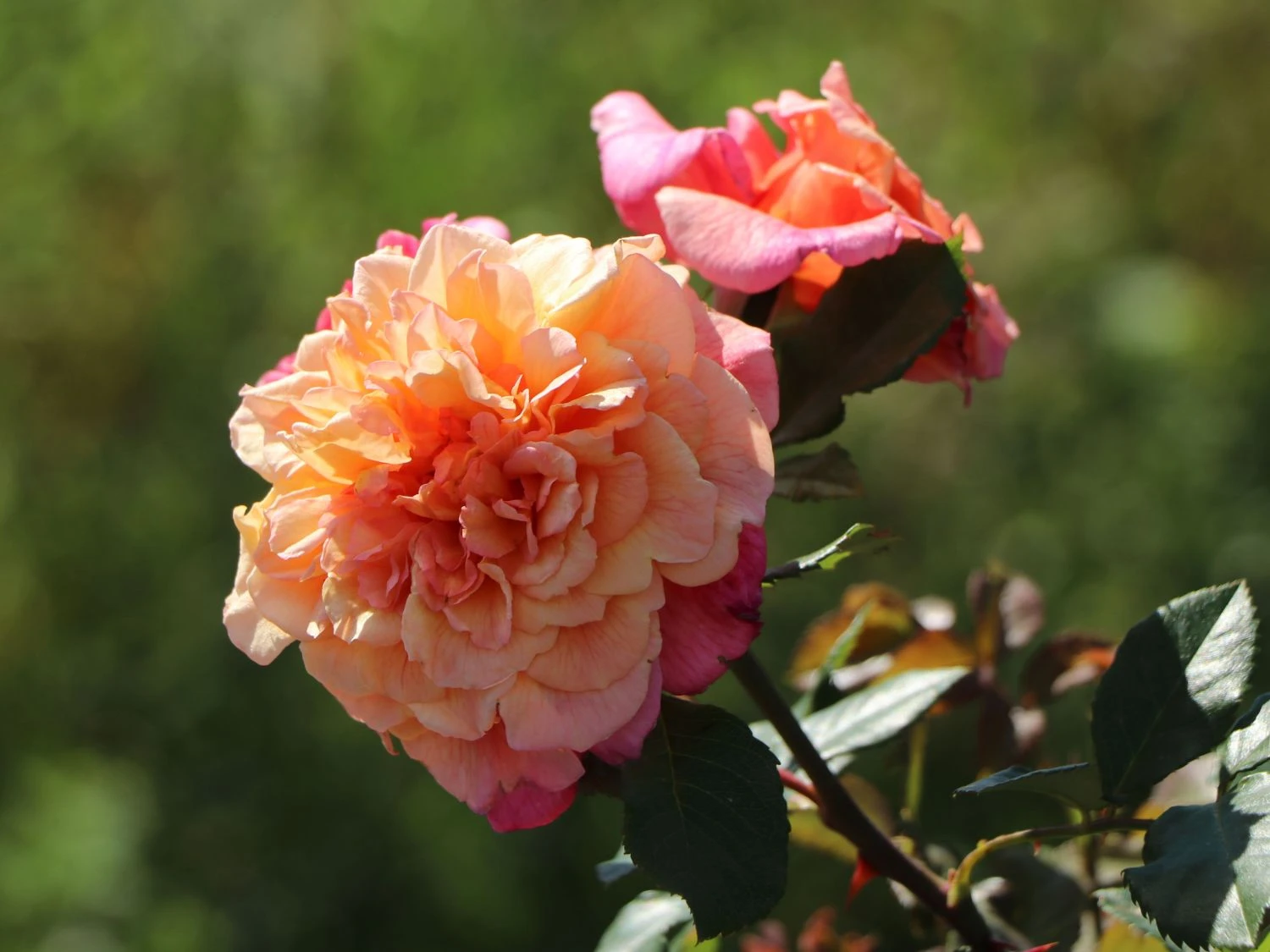 Kletterrose 'Aloha' ® 11 Kletterrose 'Aloha' ® – Bild 10