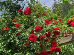 Kletterrose 'Amadeus' ® -Günstiges Garten Zart Geschäft kletterrose amadeus m003512 1338879 0