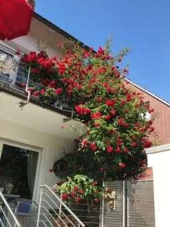 Kletterrose 'Amadeus' ® -Günstiges Garten Zart Geschäft kletterrose amadeus m003512 193676 0