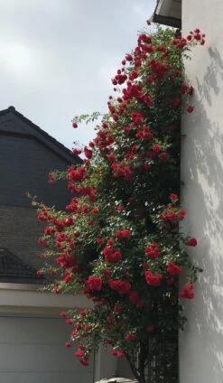 Kletterrose 'Amadeus' ® -Günstiges Garten Zart Geschäft kletterrose amadeus m003512 81793 0