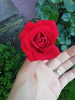 Kletterrose 'Amadeus' ® -Günstiges Garten Zart Geschäft kletterrose amadeus m003512 987656 1