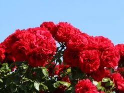 Kletterrose 'Amadeus' ® -Günstiges Garten Zart Geschäft kletterrose amadeus m003512 w 1