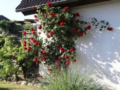 Kletterrose 'Amadeus' ® -Günstiges Garten Zart Geschäft kletterrose amadeus m003512 w 3