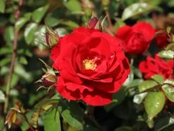 Kletterrose 'Amadeus' ® -Günstiges Garten Zart Geschäft kletterrose amadeus m003512 w 5