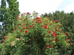 Kletterrose 'Amadeus' ® -Günstiges Garten Zart Geschäft kletterrose amadeus m003512 w 6