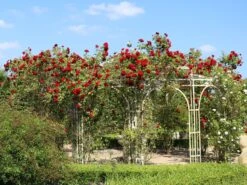 Kletterrose 'Amadeus' ® -Günstiges Garten Zart Geschäft kletterrose amadeus m003512 w 7