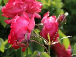 Kletterrose 'Antike 89' ® 14 Kletterrose 'Antike 89' ® -Günstiges Garten Zart Geschäft kletterrose antike 89 m002790 w 2