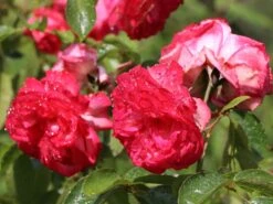 Kletterrose 'Antike 89' ® 17 Kletterrose 'Antike 89' ® -Günstiges Garten Zart Geschäft kletterrose antike 89 m002790 w 4