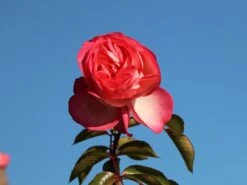 Kletterrose 'Antike 89' ® 13 Kletterrose 'Antike 89' ® -Günstiges Garten Zart Geschäft kletterrose antike 89 m002790 w 5