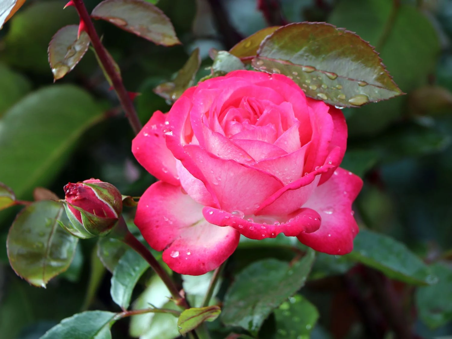 Kletterrose 'Antike 89' ® 7 Kletterrose 'Antike 89' ® – Bild 5