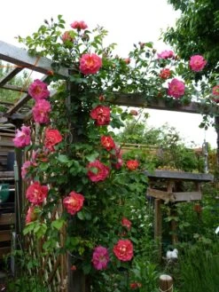 Kletterrose 'Bajazzo' ® -Günstiges Garten Zart Geschäft kletterrose bajazzo m055121 1214579 0