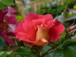 Kletterrose 'Bajazzo' ® -Günstiges Garten Zart Geschäft kletterrose bajazzo m055121 1214579 1