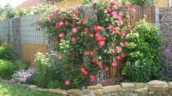 Kletterrose 'Bajazzo' ® -Günstiges Garten Zart Geschäft kletterrose bajazzo m055121 301939 0