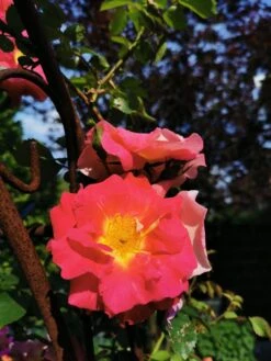 Kletterrose 'Bajazzo' ® -Günstiges Garten Zart Geschäft kletterrose bajazzo m055121 562403 0