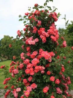 Kletterrose 'Bajazzo' ® -Günstiges Garten Zart Geschäft kletterrose bajazzo m055121 w 0