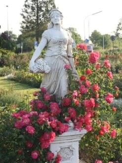 Kletterrose 'Bajazzo' ® -Günstiges Garten Zart Geschäft kletterrose bajazzo m055121 w 1