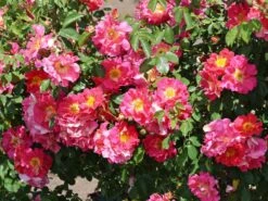 Kletterrose 'Bajazzo' ® -Günstiges Garten Zart Geschäft kletterrose bajazzo m055121 w 10