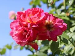 Kletterrose 'Bajazzo' ® -Günstiges Garten Zart Geschäft kletterrose bajazzo m055121 w 2