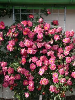 Kletterrose 'Bajazzo' ® -Günstiges Garten Zart Geschäft kletterrose bajazzo m055121 w 4