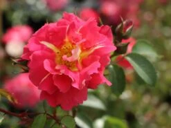 Kletterrose 'Bajazzo' ® -Günstiges Garten Zart Geschäft kletterrose bajazzo m055121 w 5