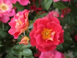 Kletterrose 'Bajazzo' ® -Günstiges Garten Zart Geschäft kletterrose bajazzo m055121 w 7