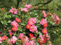 Kletterrose 'Bajazzo' ® -Günstiges Garten Zart Geschäft kletterrose bajazzo m055121 w 8