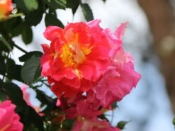 Kletterrose 'Bajazzo' ® -Günstiges Garten Zart Geschäft kletterrose bajazzo m055121 w 9