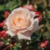 Kletterrose 'Barock' ® 2 Kletterrose 'Barock' ® -Günstiges Garten Zart Geschäft kletterrose barock m005496 h 0