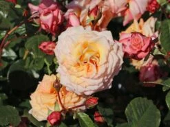 Kletterrose 'Barock' ® -Günstiges Garten Zart Geschäft kletterrose barock m005496 w 10