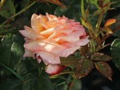Kletterrose 'Barock' ® -Günstiges Garten Zart Geschäft kletterrose barock m005496 w 5