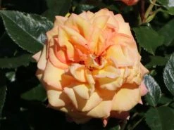 Kletterrose 'Barock' ® -Günstiges Garten Zart Geschäft kletterrose barock m005496 w 7