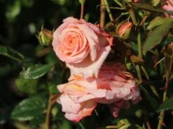 Kletterrose 'Barock' ® -Günstiges Garten Zart Geschäft kletterrose barock m005496 w 9