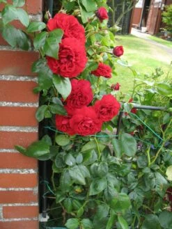 Kletterrose 'Belkanto' ® -Günstiges Garten Zart Geschäft kletterrose belkanto m052726 193676 0