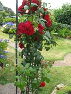 Kletterrose 'Belkanto' ® -Günstiges Garten Zart Geschäft kletterrose belkanto m052726 193676 1