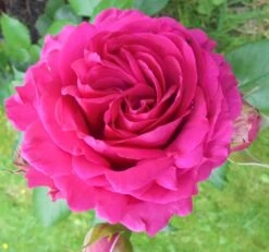 Kletterrose 'Belkanto' ® -Günstiges Garten Zart Geschäft kletterrose belkanto m052726 430730 0