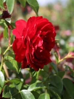 Kletterrose 'Belkanto' ® -Günstiges Garten Zart Geschäft kletterrose belkanto m052726 w 1