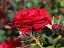 Kletterrose 'Belkanto' ® -Günstiges Garten Zart Geschäft kletterrose belkanto m052726 w 2