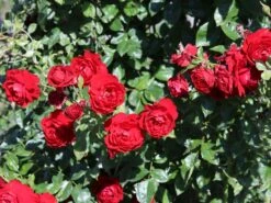 Kletterrose 'Belkanto' ® -Günstiges Garten Zart Geschäft kletterrose belkanto m052726 w 3