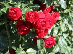 Kletterrose 'Belkanto' ® -Günstiges Garten Zart Geschäft kletterrose belkanto m052726 w 4