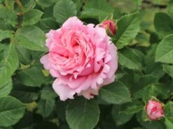 Kletterrose 'Bienvenue' -Günstiges Garten Zart Geschäft kletterrose bienvenue m122079 w 0