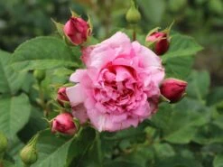 Kletterrose 'Bienvenue' -Günstiges Garten Zart Geschäft kletterrose bienvenue m122079 w 4