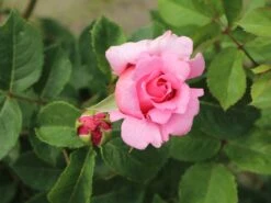 Kletterrose 'Bienvenue' -Günstiges Garten Zart Geschäft kletterrose bienvenue m122079 w 5