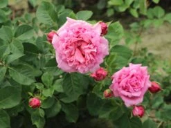 Kletterrose 'Bienvenue' -Günstiges Garten Zart Geschäft kletterrose bienvenue m122079 w 6